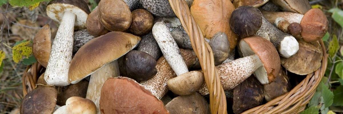 Un incontro per conoscere i funghi