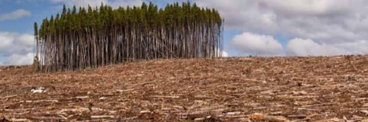 Deforestazione made in Italy