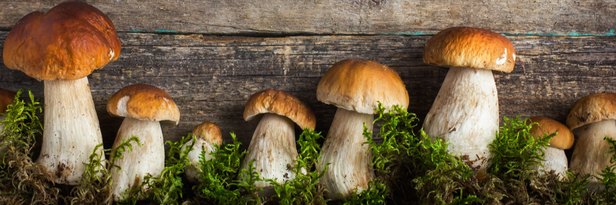 Una serata sul mondo dei funghi