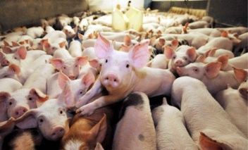 Dibattito sull'impianto di macellazione suina di Manerbio