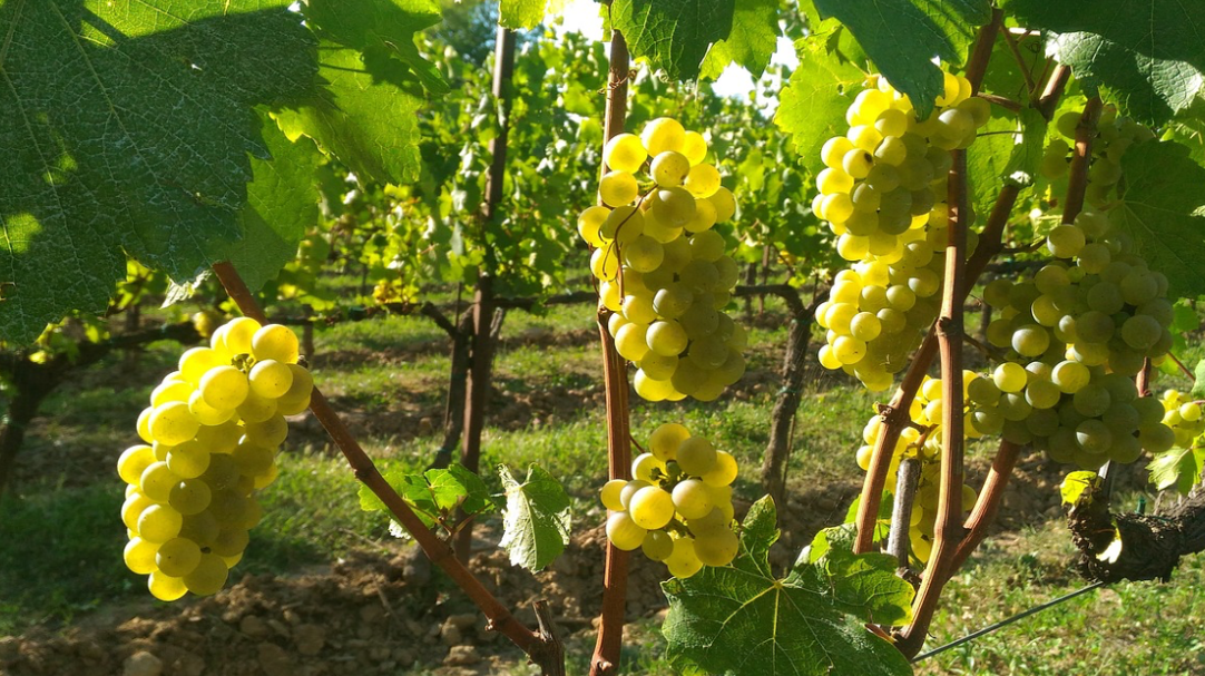 La Franciacorta enoica. Un incontro a Rodengo Saiano