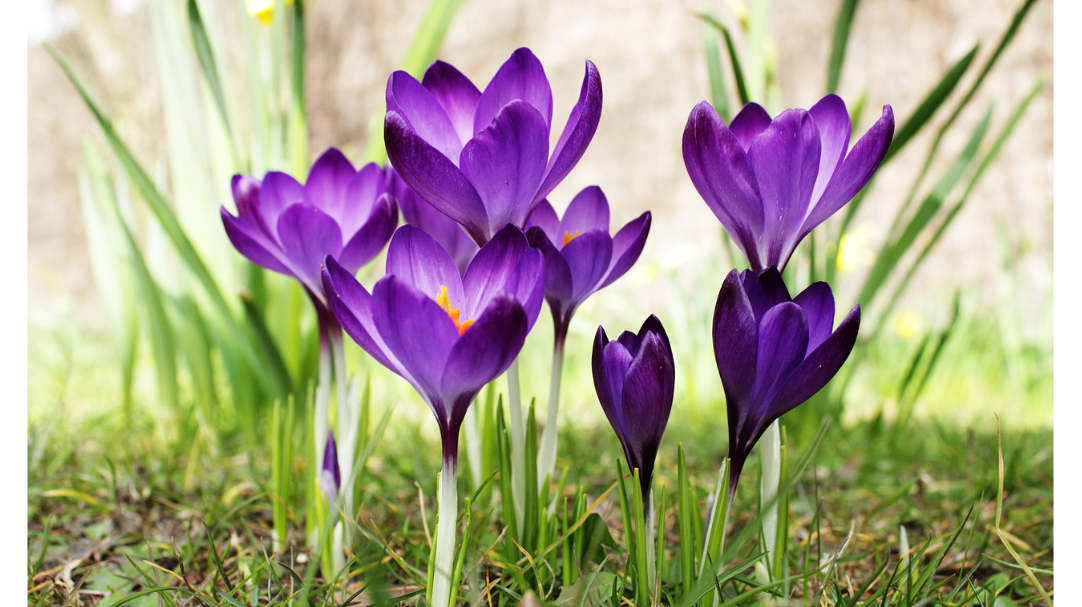 Festa di primavera al Prealpino