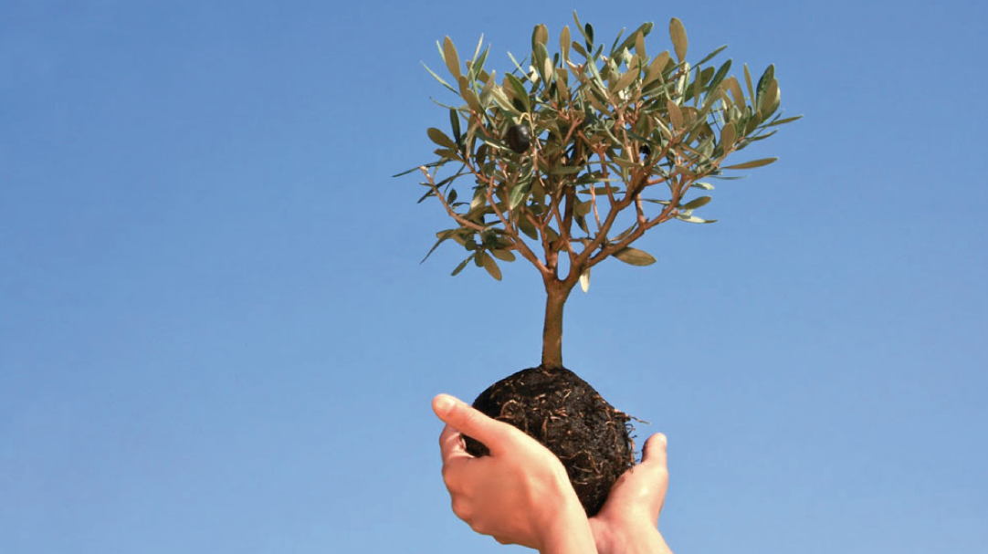 Frutti per il futuro. Un ulivo a Bovezzo