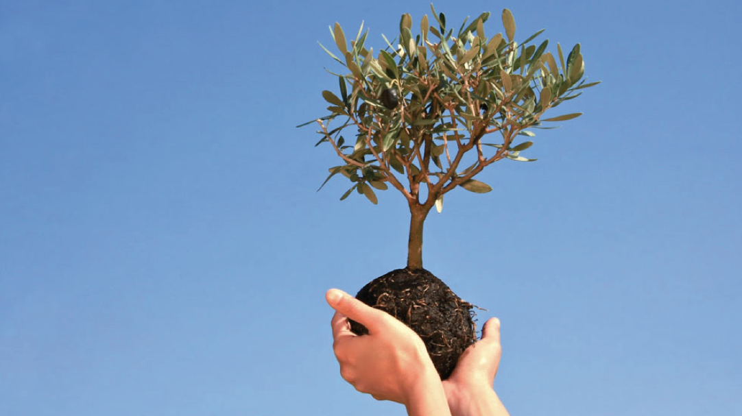 Un ulivo per la pace a Chiesanuova