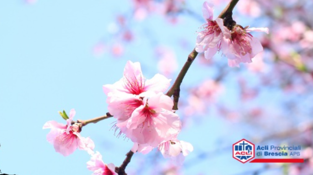 Pasqua 2026. Gli auguri delle Acli bresciane