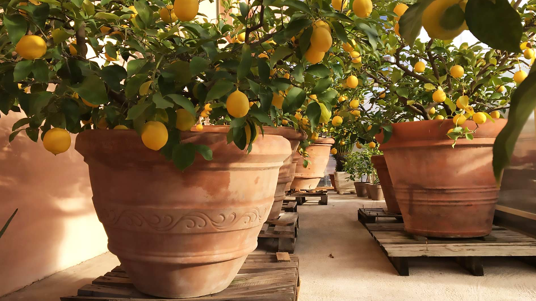 Agrumi e piante aromatiche in vaso